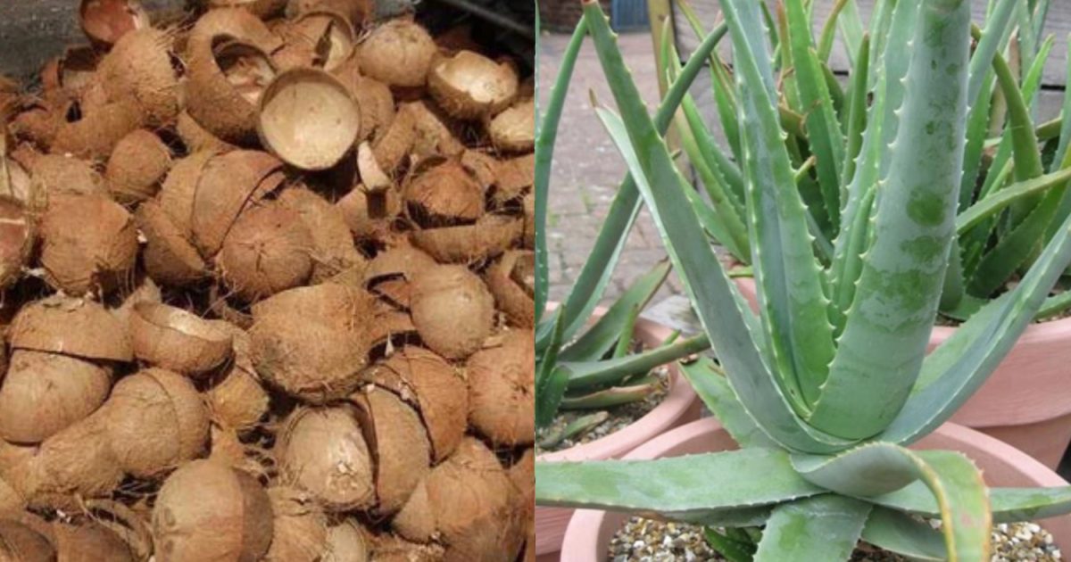 Coconut Tip For Aloe Vera Cultivation