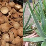 Coconut Tip For Aloe Vera Cultivation