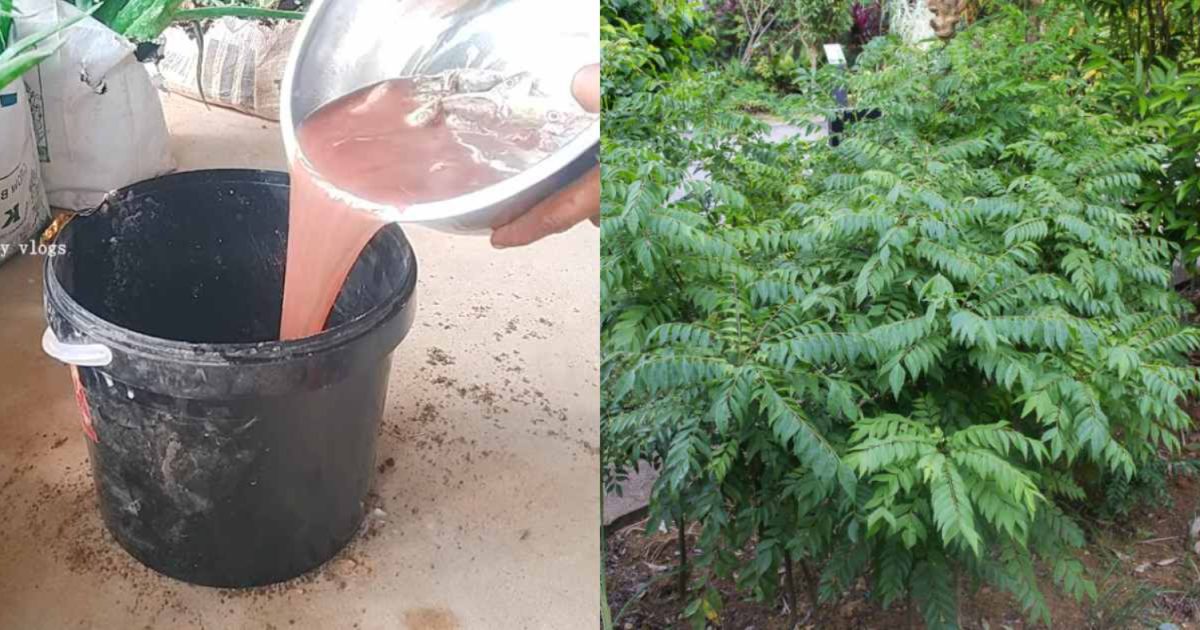 Curry Leaves Cultivation Using Fish Waste