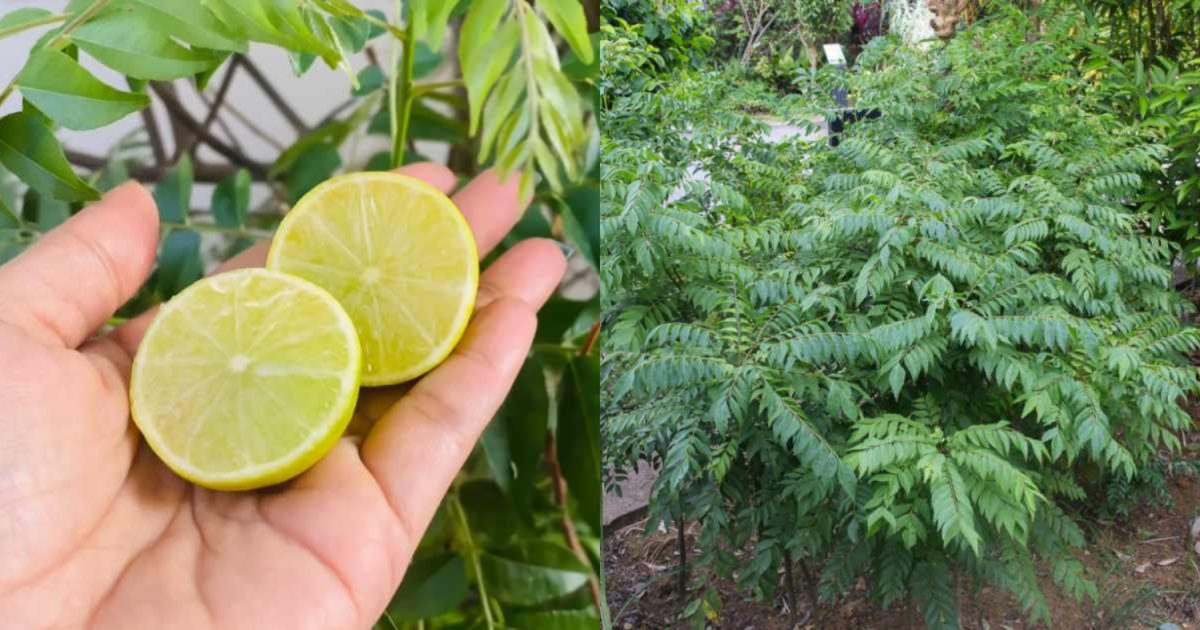 Curry Leaves Cultivation Using Lemon