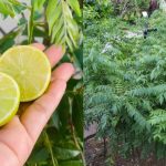 Curry Leaves Cultivation Using Lemon