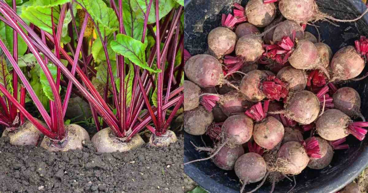 Easy Beetroot Farming tips