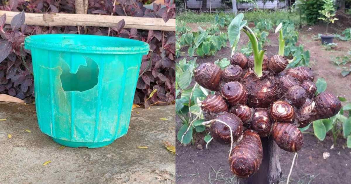 Easy Chemb Cultivation Tip