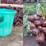 Easy Chemb Cultivation Tip