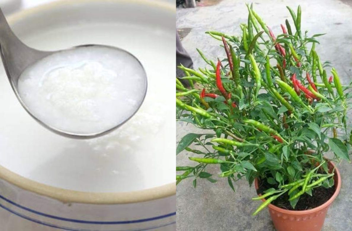 Easy Chilly Cultivation Tricks