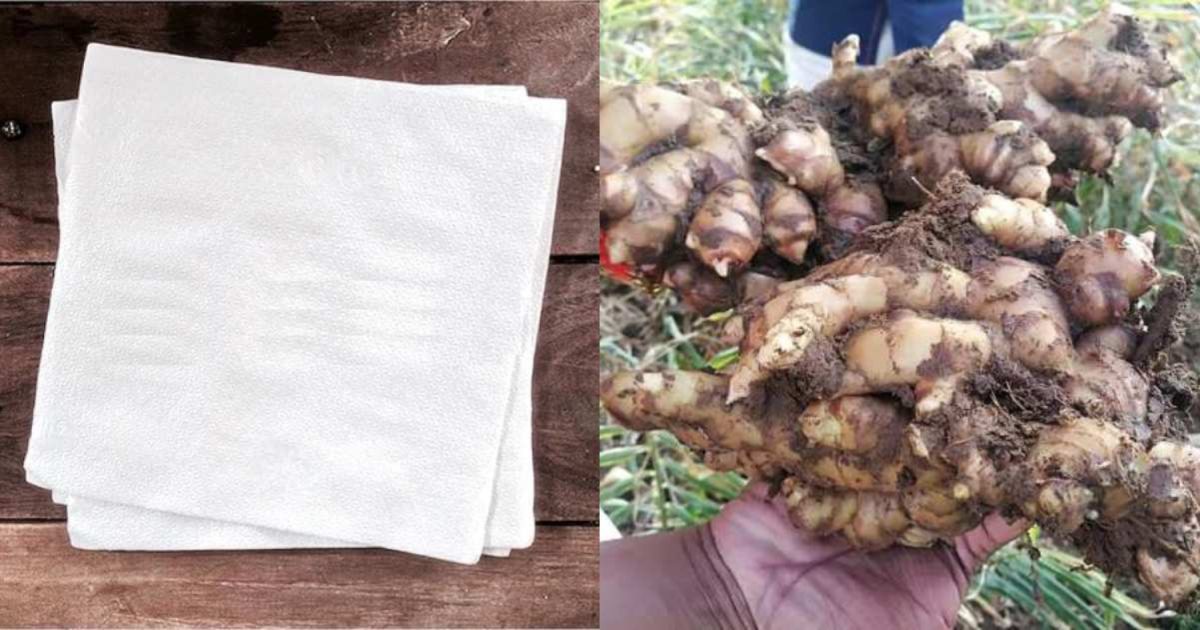 Easy Ginger Cultivation Trick