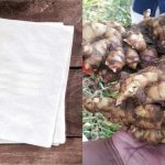 Easy Ginger Cultivation Trick