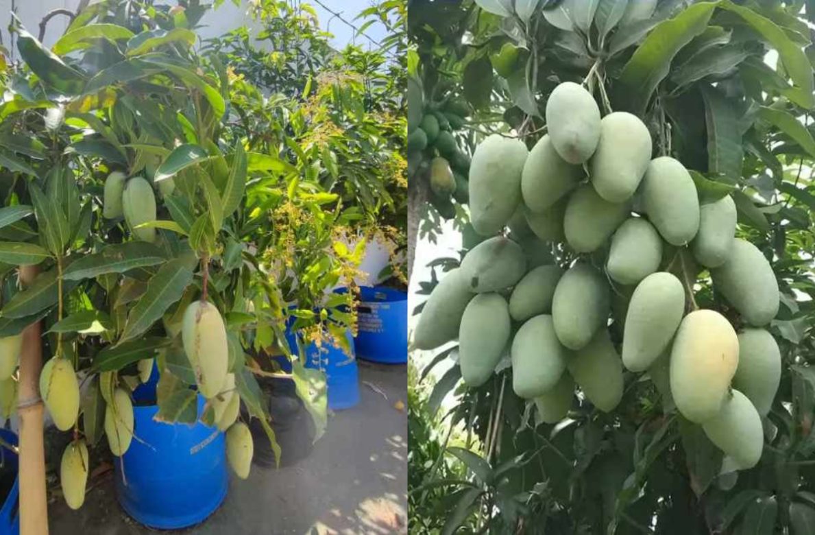 Easy Mango Farming in Drum