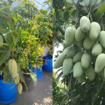 Easy Mango Farming in Drum