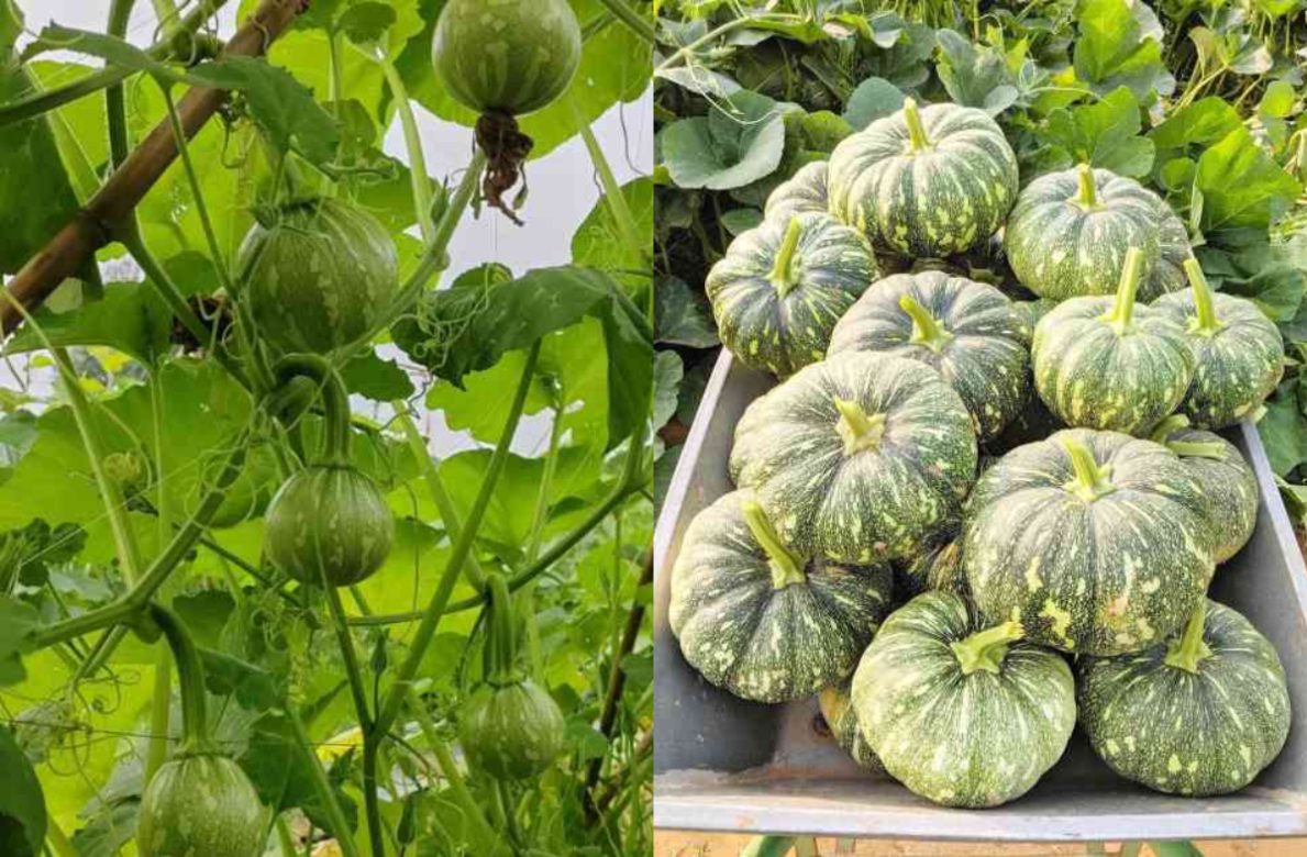 Easy Pumpkin Cultivation Tips