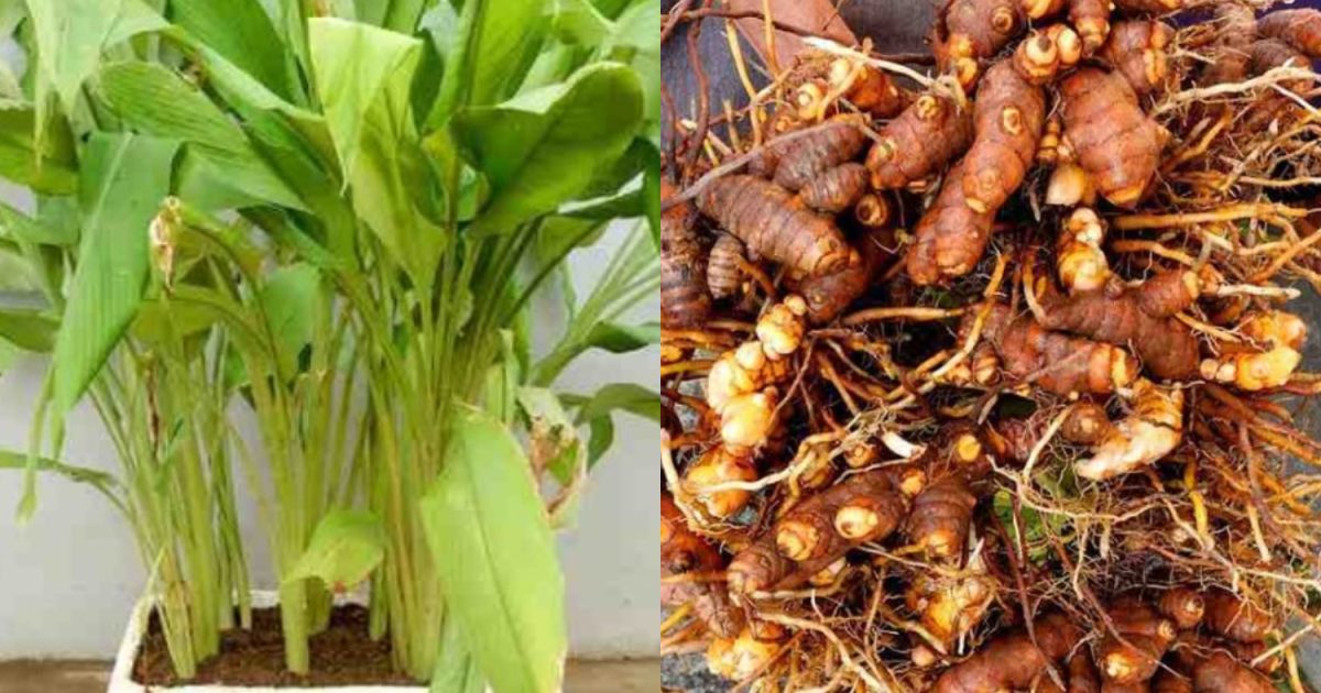 Easy Turmeric Cultivation Tips