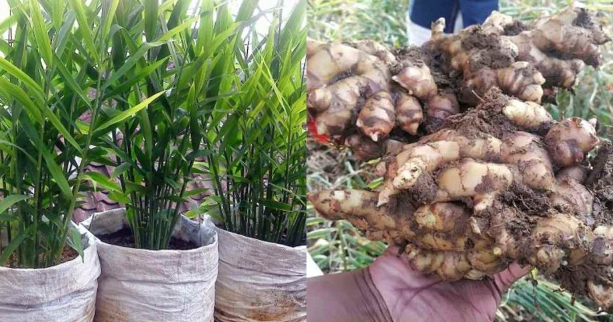 Ginger Cultivation Tricks