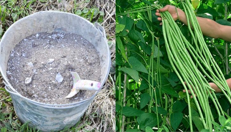 How To Prepare Best Wood Ash Compost