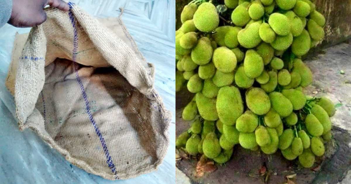 Jack Fruit Cultivation Using Chaak