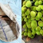 Jack Fruit Cultivation Using Chaak