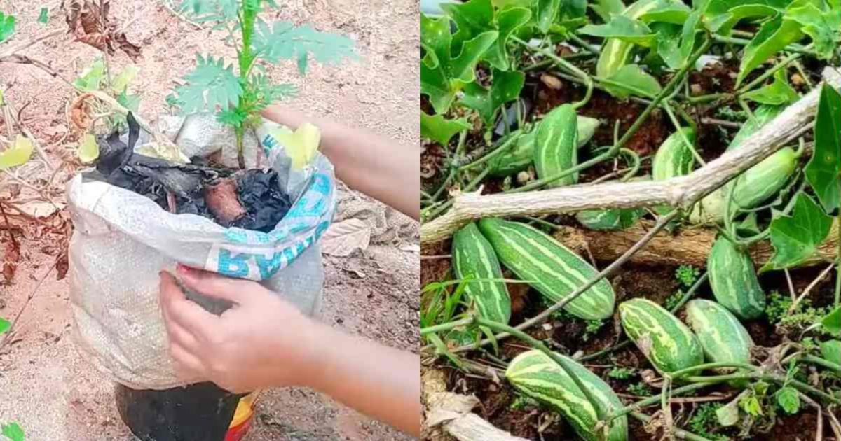 Koval Cultivation Tips