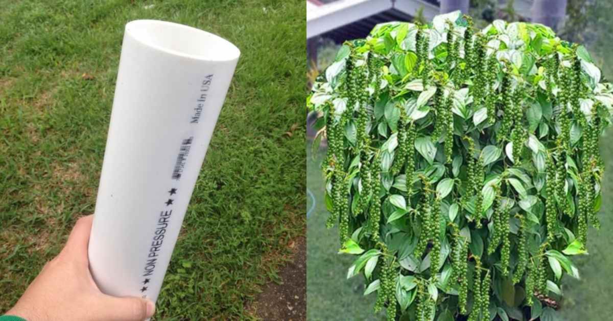 Kurumulak Krishi Using PVC Pipe