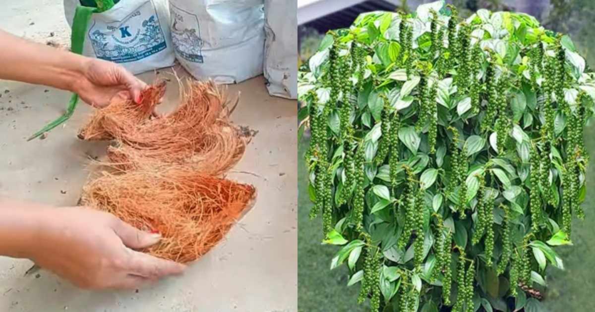 Kurumulaku Cultivation Tips Using Chakiri