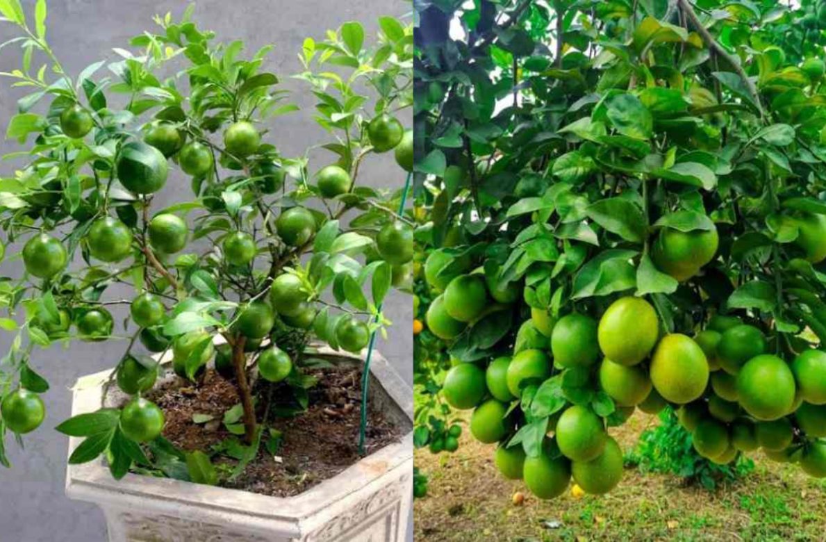 Lemon Cultivation Tip