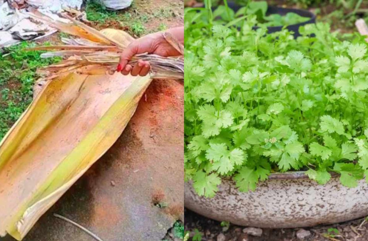 Malli Krishi Tips