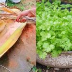 Malli Krishi Tips