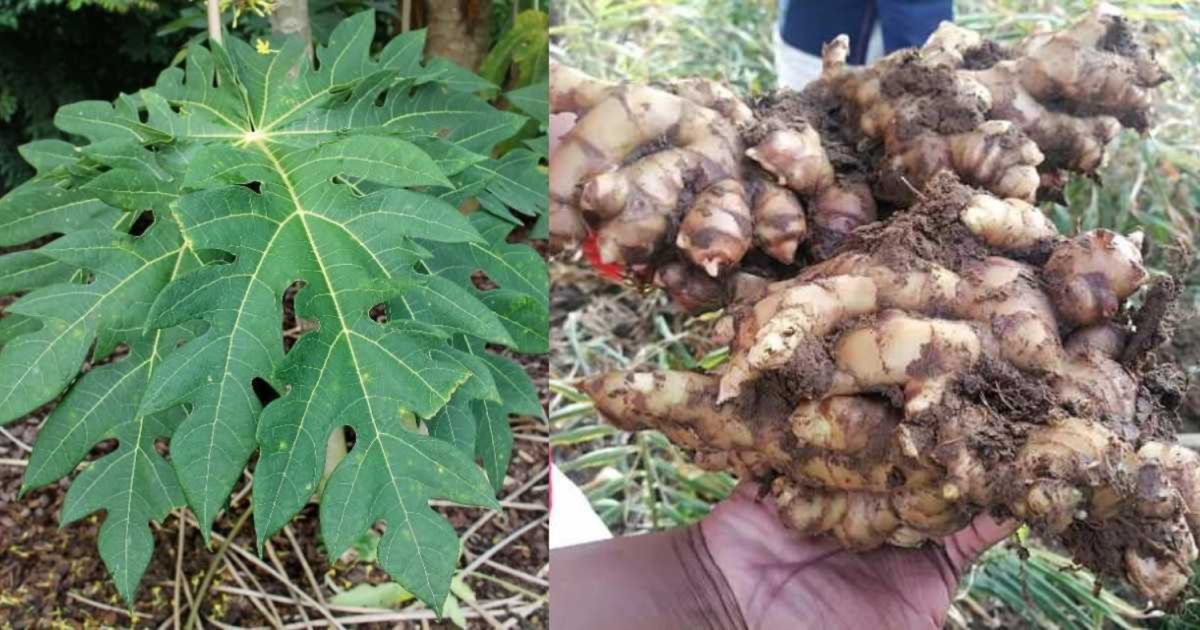 Papaya Leaf Tip For Ginger Cultivation