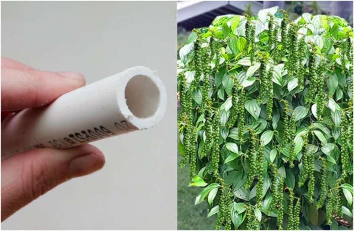 Pepper Cultivation Tricks