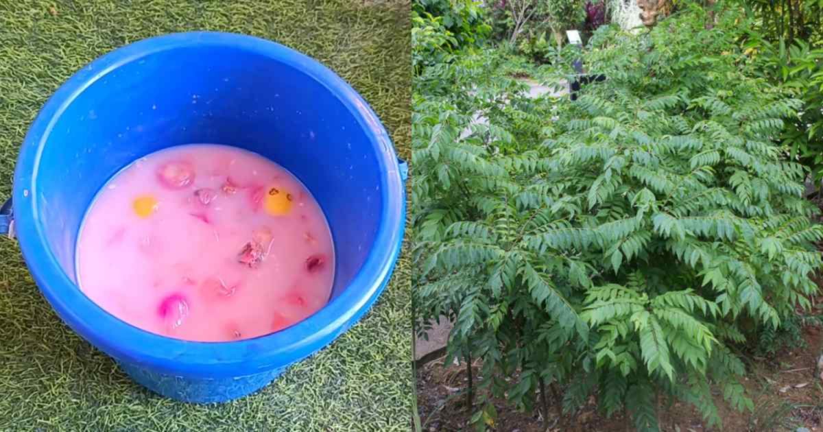 Rice Water Fertilizer For Curry Leaves
