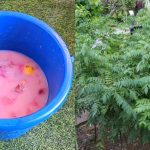 Rice Water Fertilizer For Curry Leaves