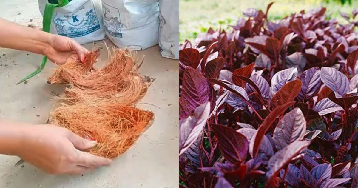 Spinach Cultivation Tips