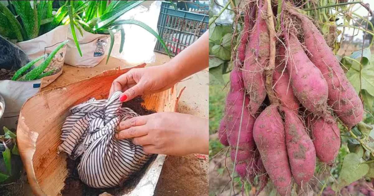 Sweet Potatto Cultivation Tips
