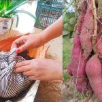 Sweet Potatto Cultivation Tips