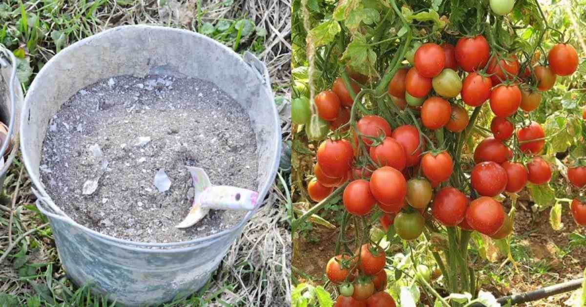 Tomato Cultivation Tricks
