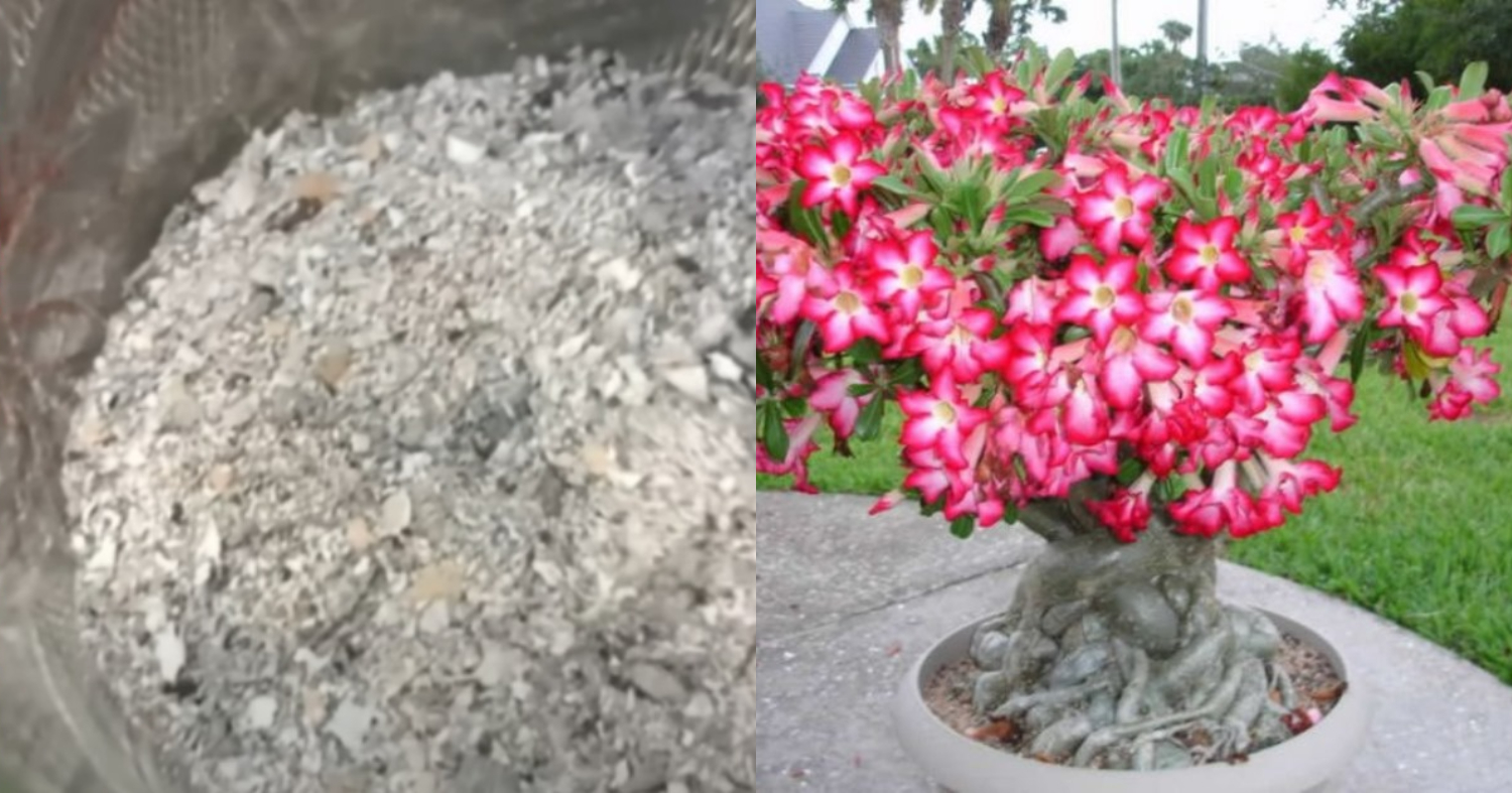 Adenium Plant Care Tip