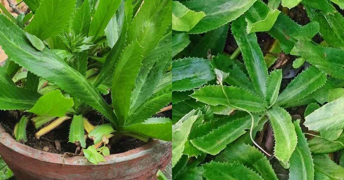 African Malliyila Krishi Easy Tips