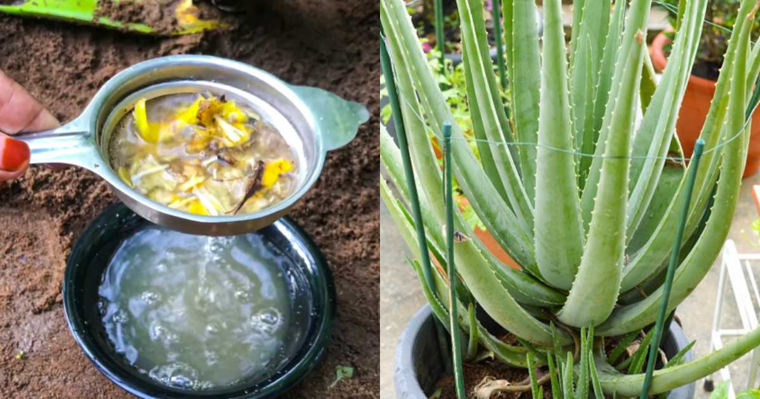 Aloe Vera Fertilizer