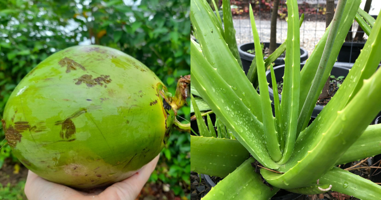Aloevera Cultivation Tip Using Coconut