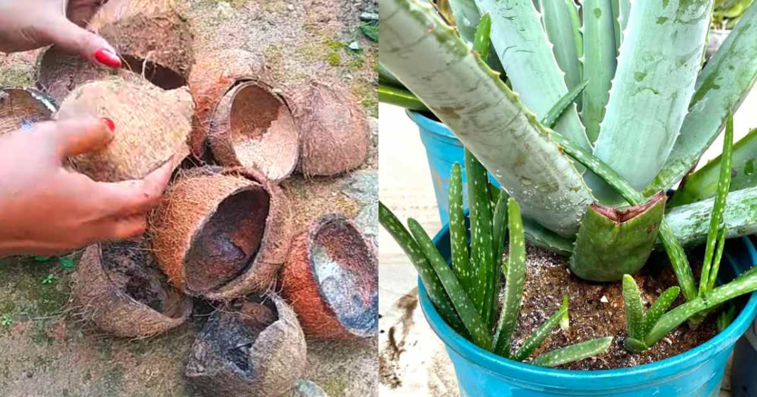 Aloevera Cultivation Using Coconut Shell
