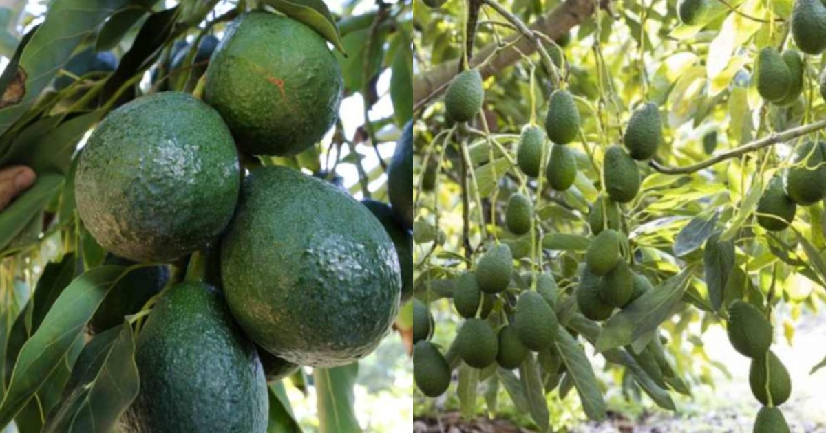 Avocado Cultivation Tips