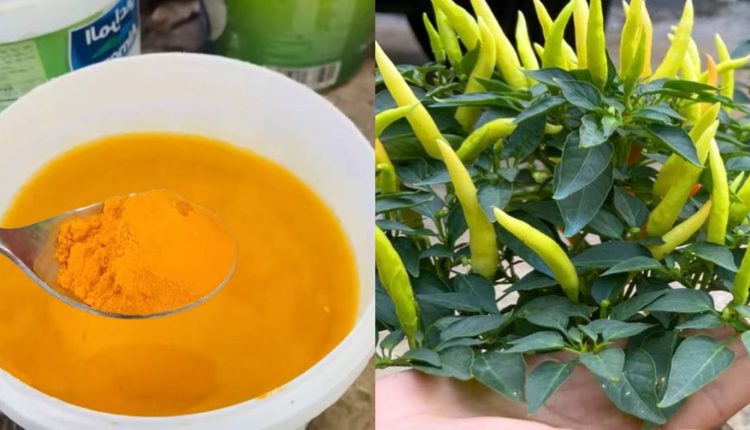 Best Green Chilli Farming
