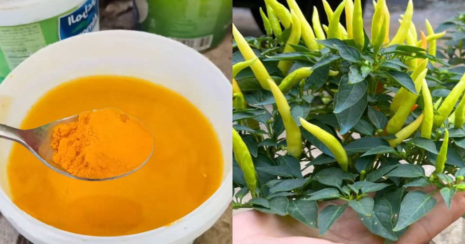 Best Green Chilli Farming