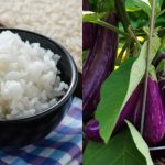 Brinjal Krishi Tips