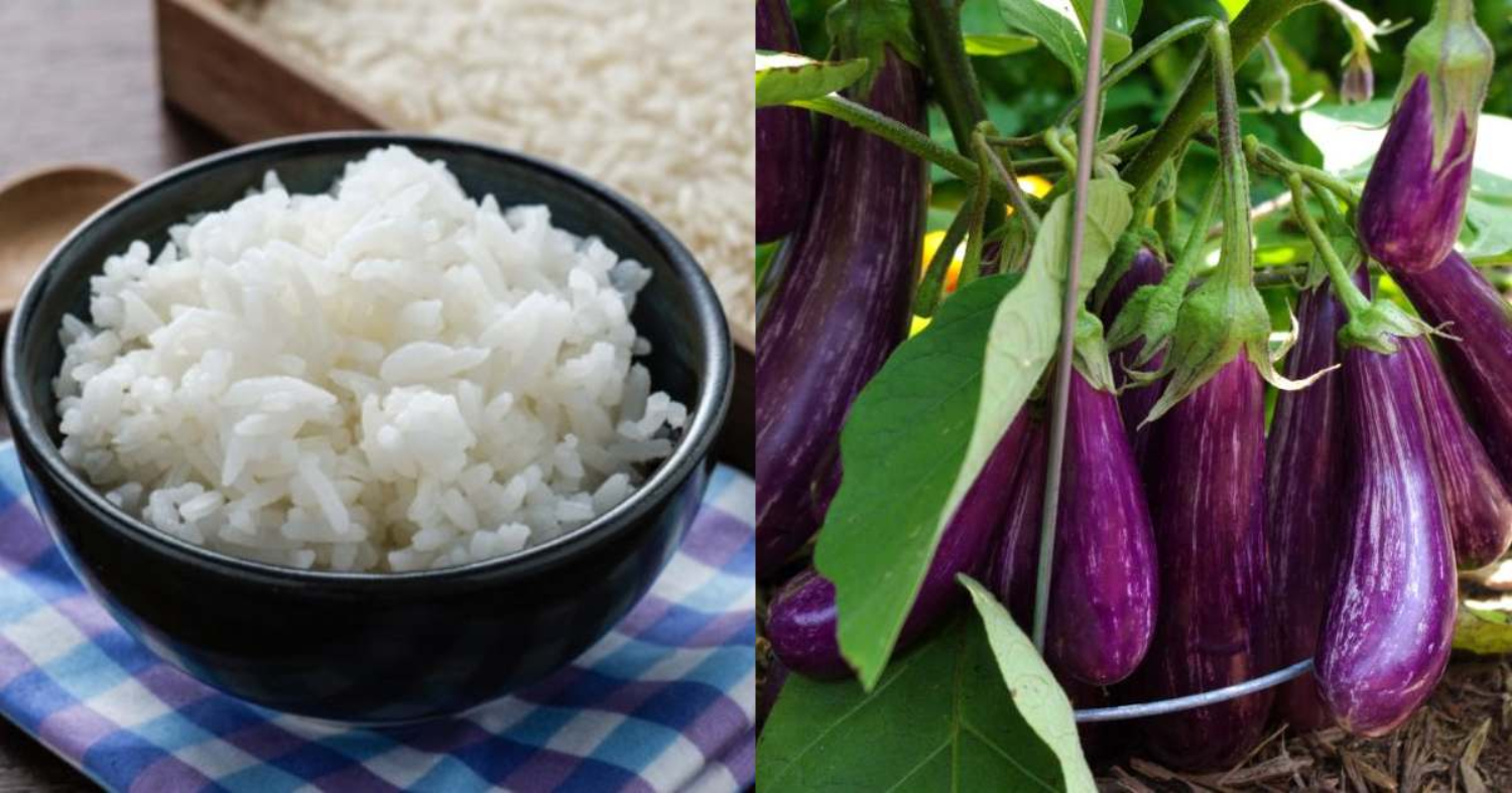 Brinjal Krishi Tips
