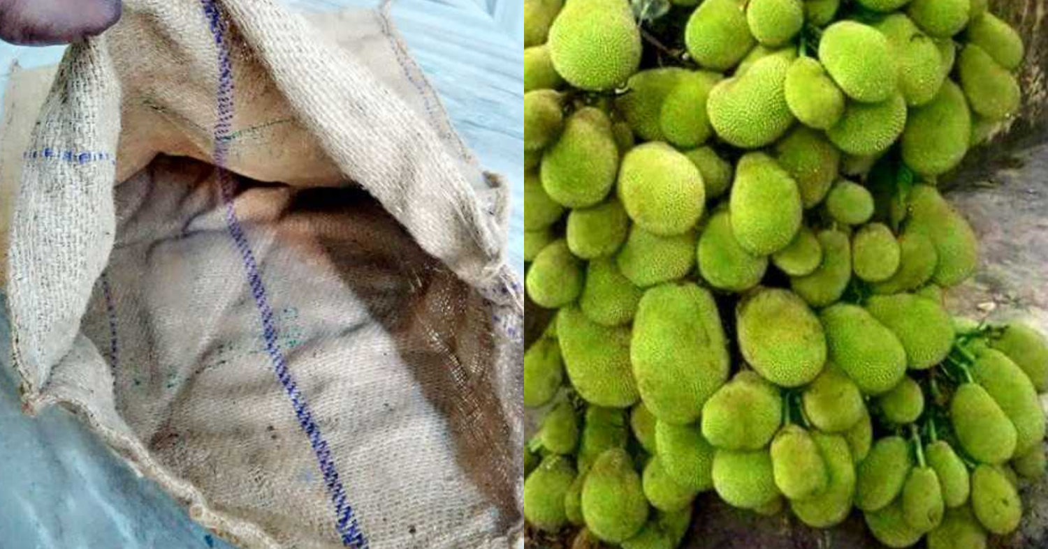 Chakka Krishi Using Chaak