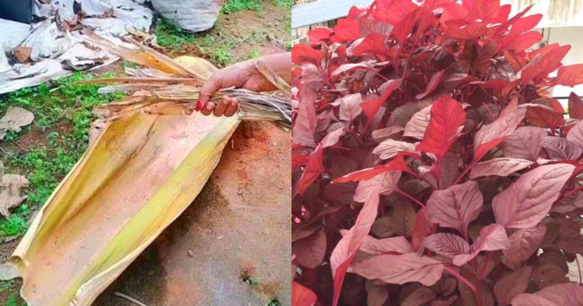 Cheera Cultivation Tips Using Paala