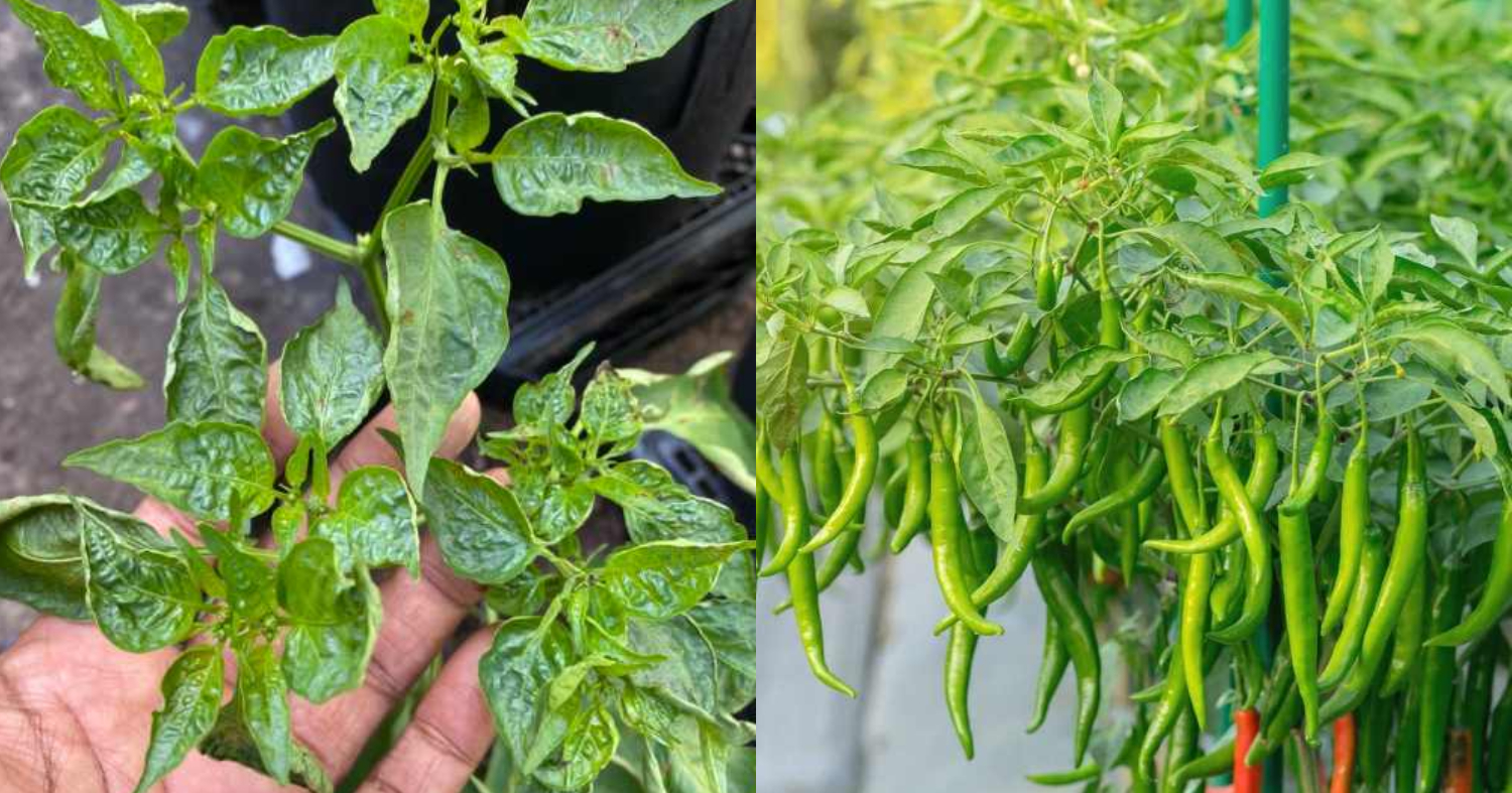 Chilli Plant Caring Tips