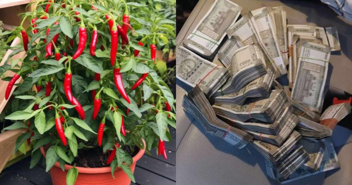 Chilli Plant For Money