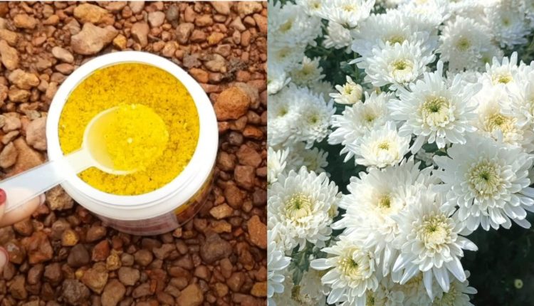 Chrysanthemum Cultivation At Home