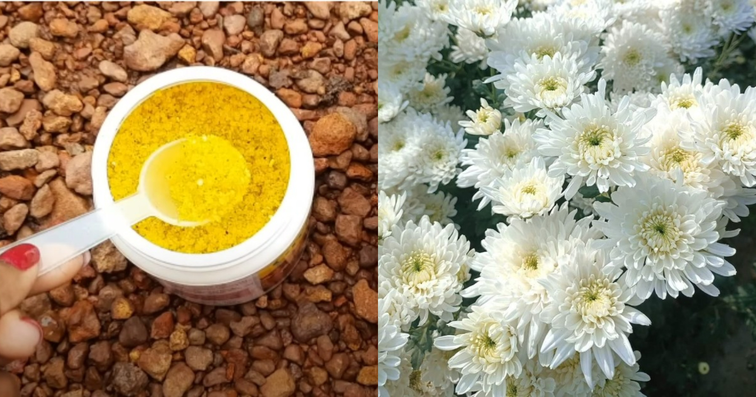 Chrysanthemum Cultivation At Home