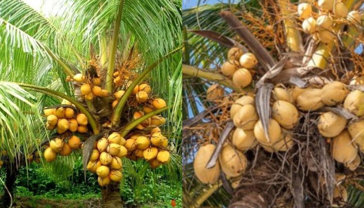 Coconut Farming and Cultivation Tips